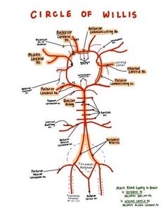 an image of a diagram of the human nervous system