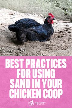 Using Sand in Chicken Coop | The Happy Chicken Coop Sand In Chicken Coop, Chicken Coop, Best Practices