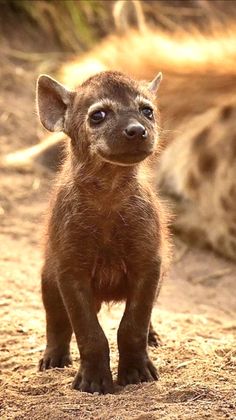 a small brown animal standing on top of a dirt field