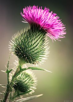 a close up of a flower with blurry background