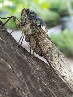 a large insect sitting on top of a tree branch