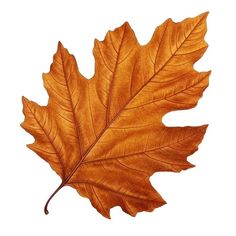 an orange leaf is shown on a white background