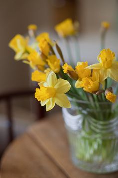 yellow daffodils in a glass vase on a table