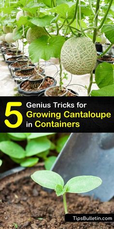 there are many plants growing in the ground with text overlay that says 5 genius tricks for growing cantaloupe in containers