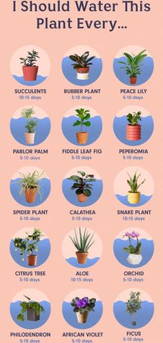 a poster showing different types of house plants