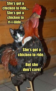 a cat sitting on top of a chicken next to a wooden wall with words written below it