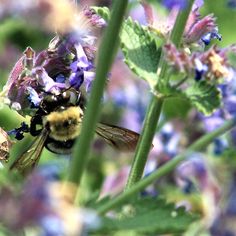 a bee sitting on top of a purple flower next to green leaves and flowers in the background