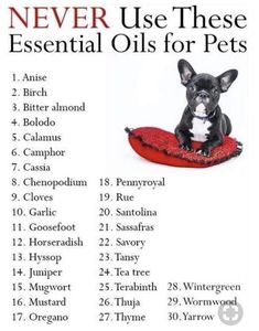 a black and white dog sitting on top of a red pillow with the words never use these essential oils for pets