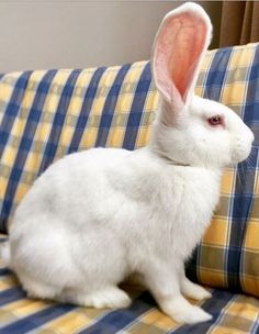 a white rabbit sitting on top of a couch