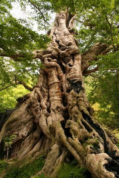 an old tree that has been turned into a sculpture