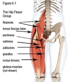 Loosen Up And Relax Tight Hips with these 10 Hip Flexor Stretches (Helps Relieve Lower Back Pain!) Psoas Iliaque, Tensor Fasciae Latae, Psoas Release, Hip Flexor Stretch, Tight Hip Flexors, Psoas Muscle