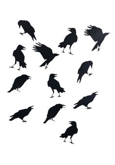 the silhouettes of many birds are shown in different positions and sizes, including one black bird