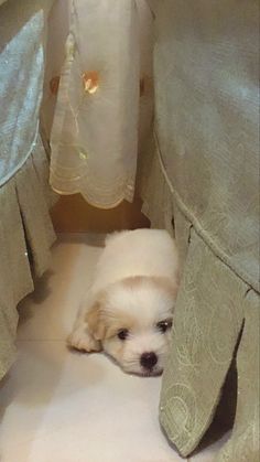 a small white dog laying on top of a floor next to a bed covered in sheets