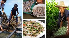 three pictures with people working in the water and plants growing out of baskets on the ground