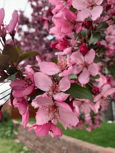 pink flowers are blooming on the tree outside