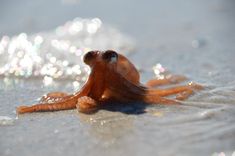 an octopus is laying on the sand at the beach with water splashing around it