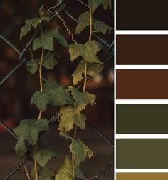 an image of a plant growing on a fence with color swatches in the background