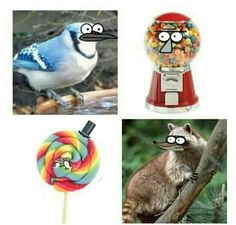 four pictures with different types of animals and lollipops in the same photo