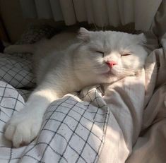 a white cat sleeping on top of a bed