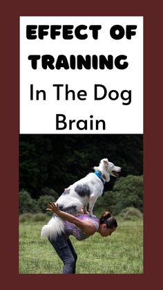 a woman holding a dog in her arms with the title effect of training in the dog brain