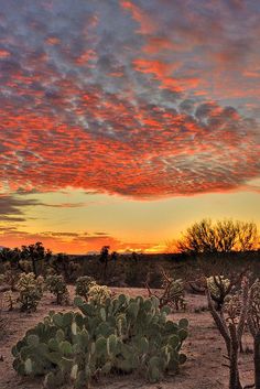 the sun is setting in the desert with many cacti