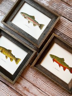 three framed pictures of fish in wooden frames on a wood table, one is brown and the other is green