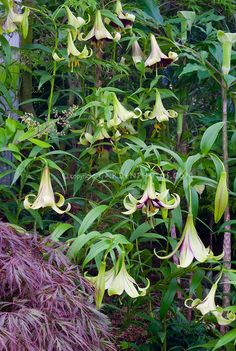 the flowers are blooming in the garden