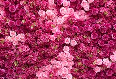 many pink flowers that are in the grass