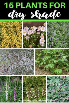 different types of plants with text overlay that reads 15 plants for dry - shade