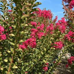 pink flowers are blooming on the bush in the sun, with blue sky behind them