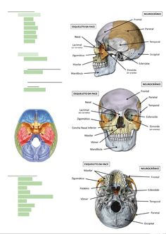 the bones and their major structures are labeled in this diagram, with labels on each side