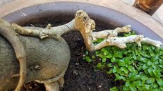 two plants in a pot with dirt on the ground next to each other and one plant growing out of it