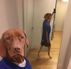 a brown dog wearing a blue shirt in front of a person taking a selfie