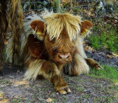 a brown and white cow laying next to a tree