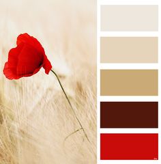 a red flower is in the middle of some tall grass with color swatches on it