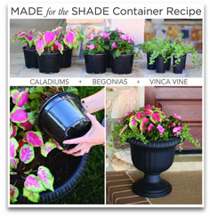 three pictures showing different types of flowers in black pots, one with pink and green leaves