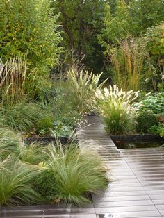 an outdoor garden with lots of plants and grass