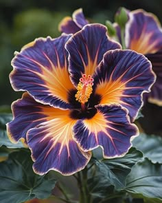 a purple and yellow flower with green leaves