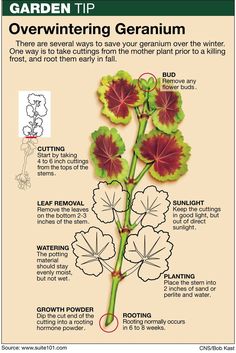 an info sheet describing the different parts of geranium plants and how to grow them