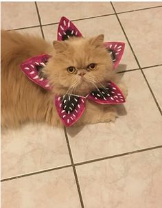 a cat wearing a pink and black bow tie on it's head sitting on the floor