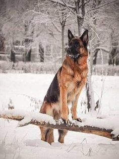 a german shepard dog sitting on a log in the snow