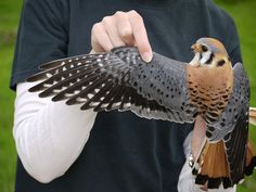 a person holding a bird with its wings spread out and it's wing extended