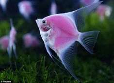 a pink and white fish in an aquarium with green algae around it's edges