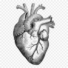 the human heart is shown in this black and white drawing, hd png clipart