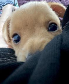 a small brown dog laying on top of someone's lap