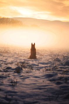 a dog sitting in the snow at sunset