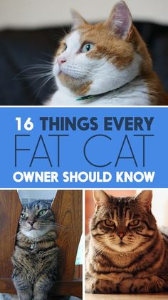 16 Things Every Fat-Cat Owner Should Know  Extra -10% OFF: use MeowPIN code at checkout  www.kawaiikitty.co Flea Shampoo For Cats, Chubby Cat, Cat Nutrition, Kitten Care, Awesome Videos, Fat Cat