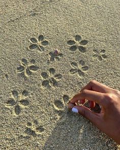 a person's hand on the sand with paw prints