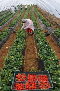 a person picking strawberries in a greenhouse with other people working on the farm behind them