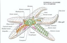 an image of the external anatomy of a starfish